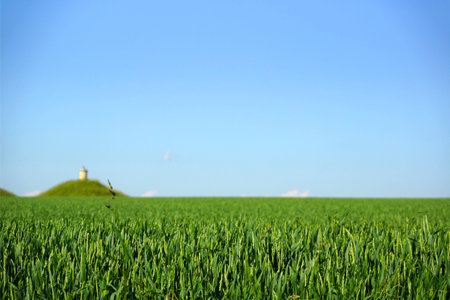 A growing wheatfield.
