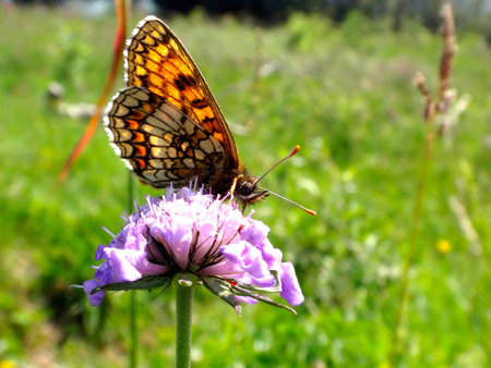 A butterfly sucking nectar from a purple flower.の素材