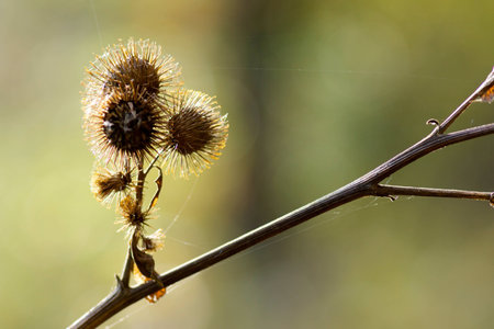 Seed pods on a branch.の素材