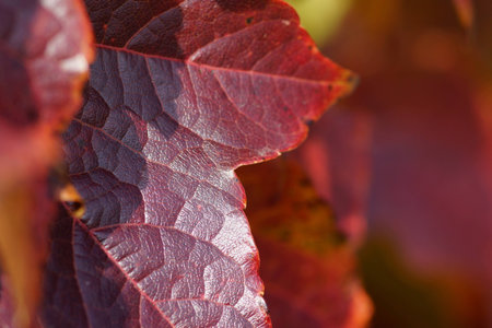 Dark red leaf growing on a wallの素材