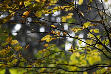Autumn leaves on a sunny day の素材