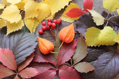Autumn leaves and fruitsの写真素材