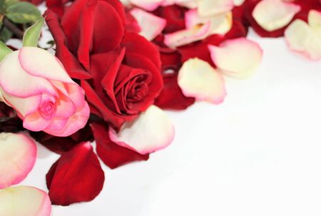 Scarlet tea and scattered petals on a white background. Background for congratulations and postcards.の写真素材