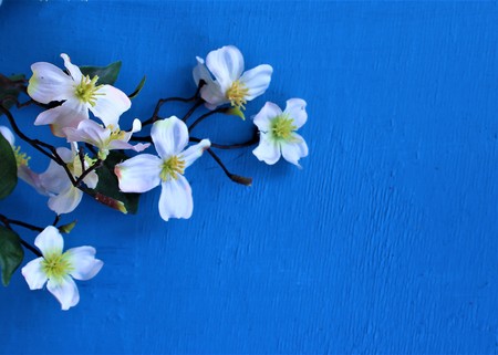 Artificial white apple blossoms on a bright blue backgroundの写真素材