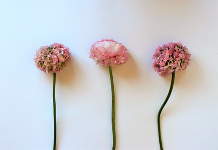 Three light pink flowers (Ranunculus) isolated on white background. Pastel colors. The view from the...