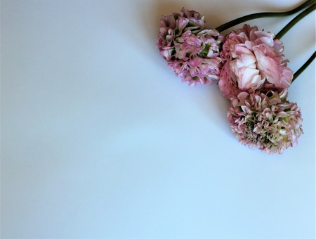 Bouquet of light pink flowers (Ranunculus) isolated on white background. Pastel color. Background...