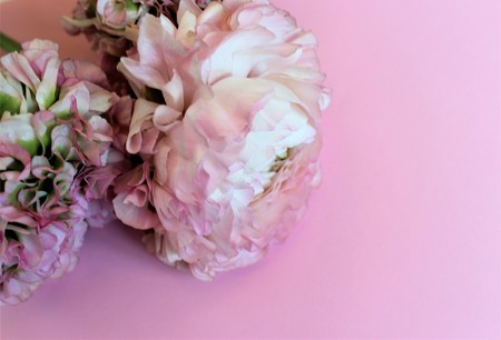 Delicate light pink flowers (Ranunculus) isolated on pink background. Background for greetings,...