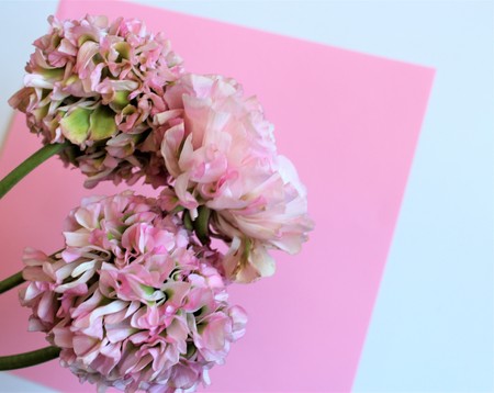 Light pink flowers (Ranunculus) isolated on pink background. Pastel color. Background for greetings...