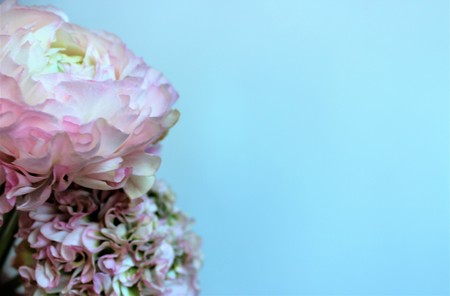 Bouquet of light pink flowers (Ranunculus) isolated on white background. Pastel color. Background for greetings and postcards.の写真素材
