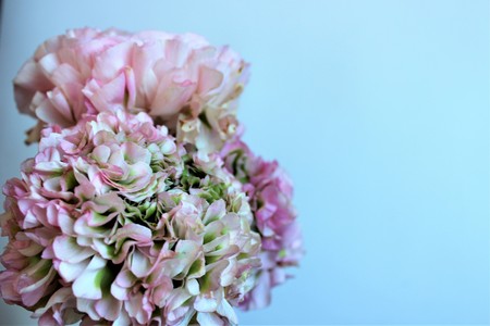 Bouquet of light pink flowers (Ranunculus) isolated on white background. Pastel color. Background for greetings and postcards.の写真素材