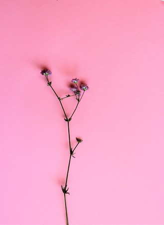 Lilac gypsophila on a pink background. A festive backdrop for greetings, invitations, greeting cards.の写真素材