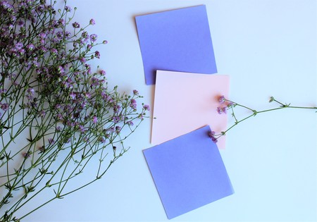 Purple flowers on white background. Background for greetings, invitations, cards. Pastel colors. The view from the top.の写真素材