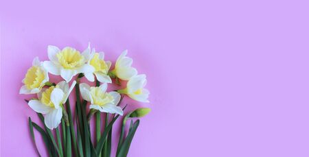 Spring flower arrangement. Delicate yellow daffodils on a light pink background. Background for postcards, invitations, and greetings.の写真素材