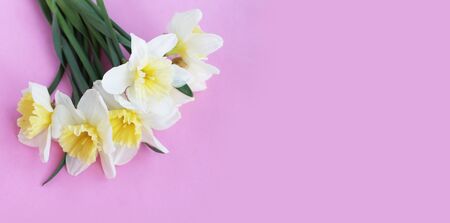 Spring flower arrangement. Delicate yellow daffodils on a light pink background. Background for postcards, invitations, and greetings.の写真素材