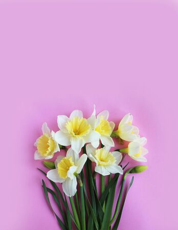 Spring flower arrangement. Delicate yellow daffodils on a light pink background. Background for postcards, invitations, and greetings.の写真素材