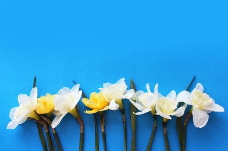 Spring flower arrangement. Yellow and white daffodils on a bright blue background. Bright, rich colors. Background for greeting cards, invitations and greetings.の写真素材
