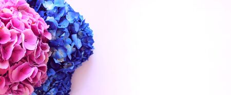 Festive floral arrangement in pink and blue tones. Delicate pink and blue hydrangea flowers on a light background. Background for greetings, invitations, cards for wedding, birthday, Valentine's Dayの写真素材