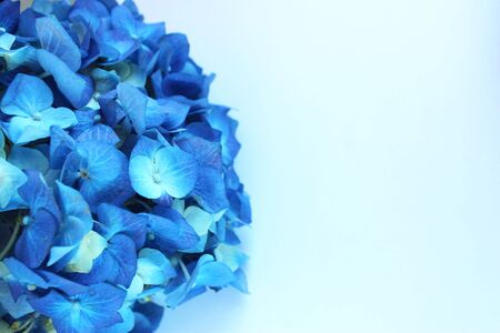 Festive floral arrangement in blue tones. Delicate blue hydrangea flowers on a light background. Background for greetings, invitations, cards for wedding, birthday, Valentine's Dayの写真素材