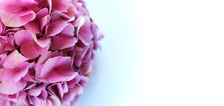 Festive flower arrangement in pink tones. Delicate pink hydrangea flowers on a light background. Background for greetings, invitations, wedding cards, birthday, Valentine's Dayの写真素材