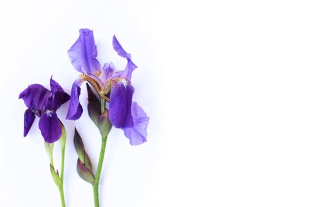 Purple irises isolated on a white background. Spring fragile flowers.