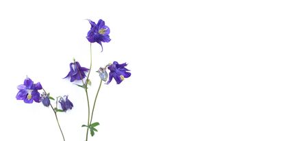 Purple Aquilegia flowers isolated on a white background.の写真素材