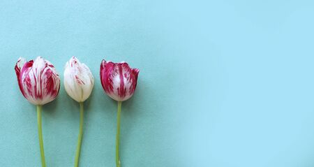 White and scarlet variegated tulips on a light green background. Bright summer flower arrangement. Background for cards, invitations, and greetings.の写真素材