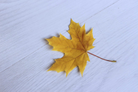 Yellow autumn maple leaf on a white wooden background. Flat lay, top view.の写真素材