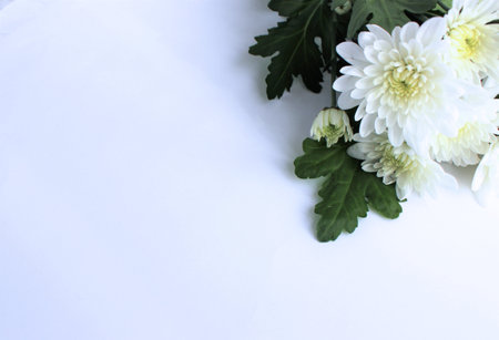 White chrysanthemum flowers on white background with copy spaceの写真素材