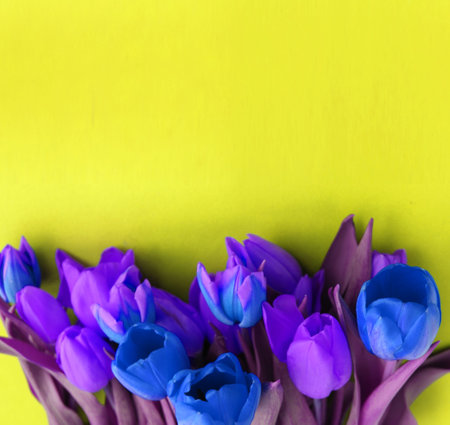 Bouquet of blue and purple tulips on a yellow backgroundの写真素材