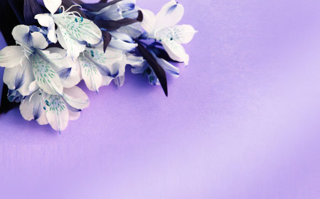Bouquet of white flowers on a purple background. Place for text.の写真素材