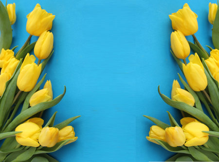 Yellow tulips on a blue background. Flat lay, top view.の写真素材