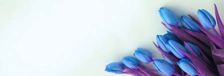 Bouquet of blue tulips on a white background. Banner.の写真素材