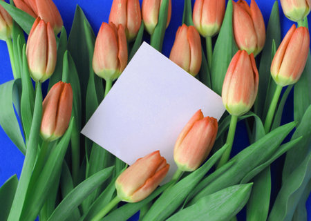 Bouquet of orange tulips with a blank card on a blue backgroundの写真素材
