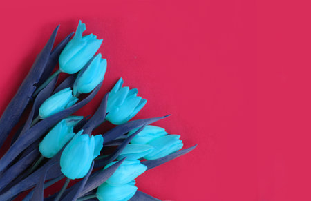 Blue tulips on a red background. Place for your text.の写真素材