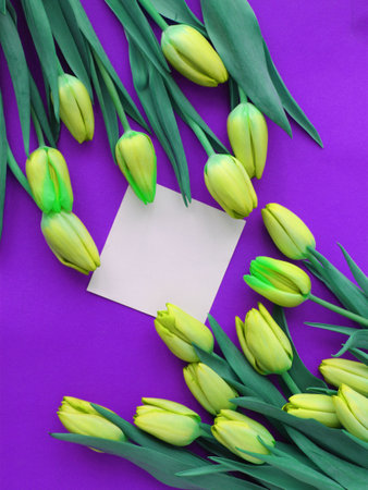 Bouquet of yellow tulips with a blank card on a purple backgroundの写真素材