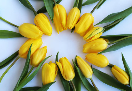 Bouquet of yellow tulips with green leaves on white backgroundの写真素材