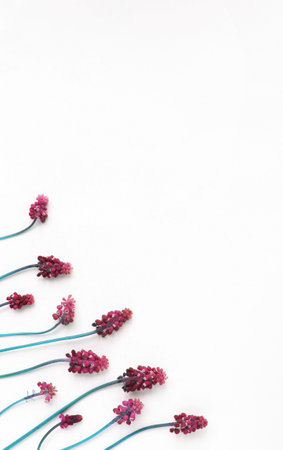 Flowers composition. Purple flowers on white background. Flat lay, top view, copy spaceの写真素材