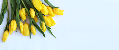 Bouquet of yellow tulips on a white background. Place for text.の写真素材