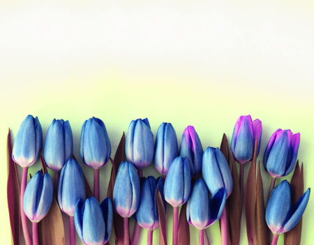 Blue tulips on pastel background with copy space for your textの写真素材