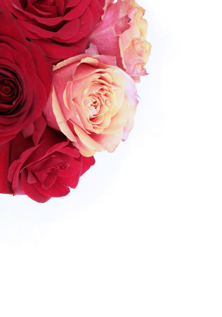 Beautiful roses on white background, closeup. Space for textの写真素材