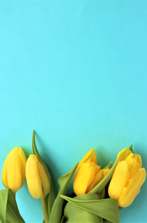 Bouquet of yellow tulips on a blue background. Place for text.の写真素材