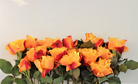 Orange and yellow roses on a white background with copy space for textの写真素材