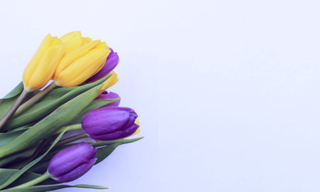 Bouquet of yellow and purple tulips on a white backgroundの写真素材