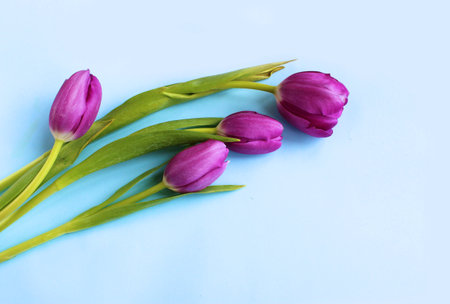 Purple tulips on a blue background. Place for text.