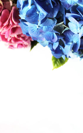 Blue hydrangea and pink hydrangea on white backgroundの写真素材