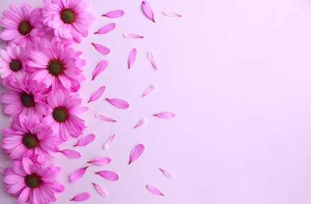 Pink flower petals and petals on pink backgroundの写真素材