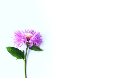 Pink cornflower on a white background. Place for your text.の写真素材