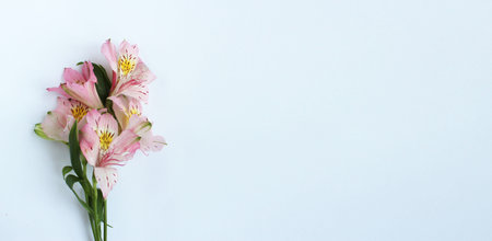 Pink Alstroemeria flowers on white background with copy space.