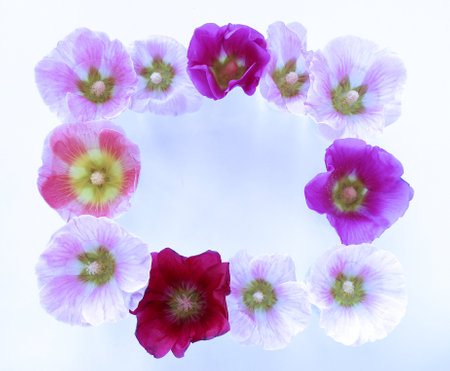 Pink and purple mallow flowers on white background with space for textの写真素材