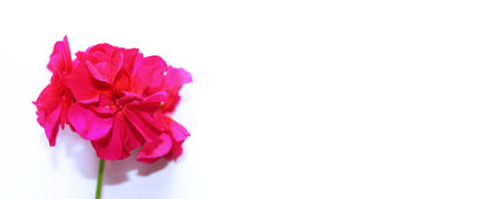 Red flower on a white background. Place for text. Flat lay.